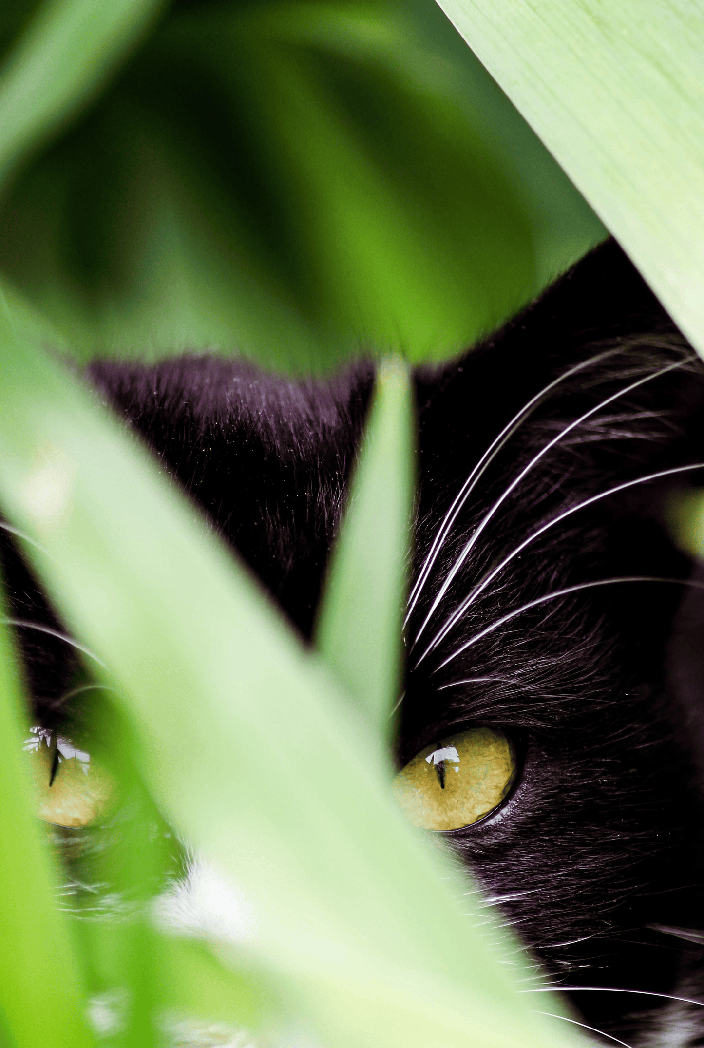 Peeking Through By Savannah Martin