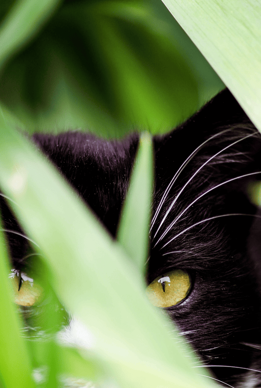 Peeking Through By Savannah Martin