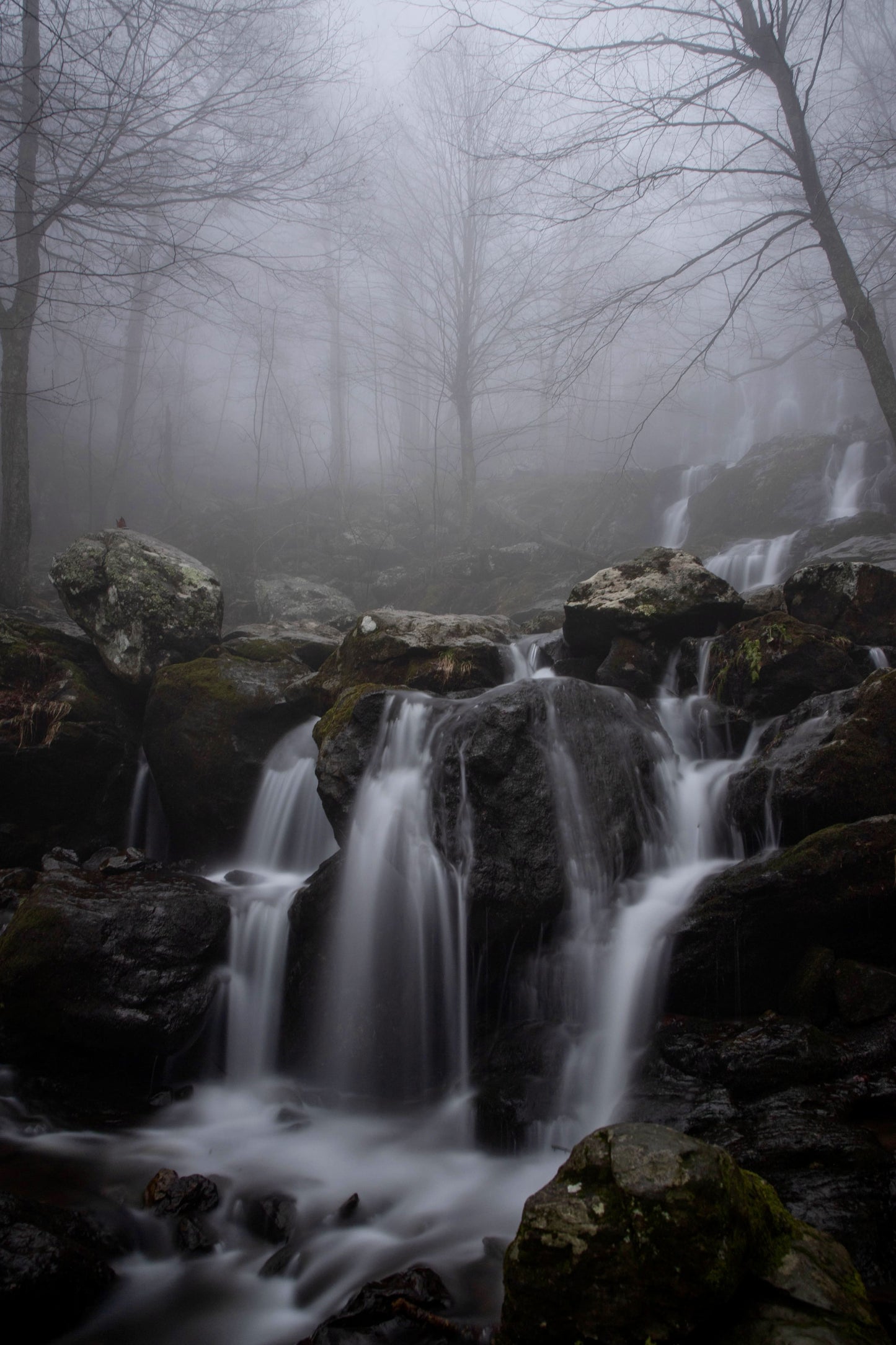 A Foggy Dream By Savannah Martin