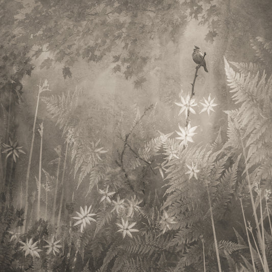 Botanica I Allegheny Mountains By Michele Sons