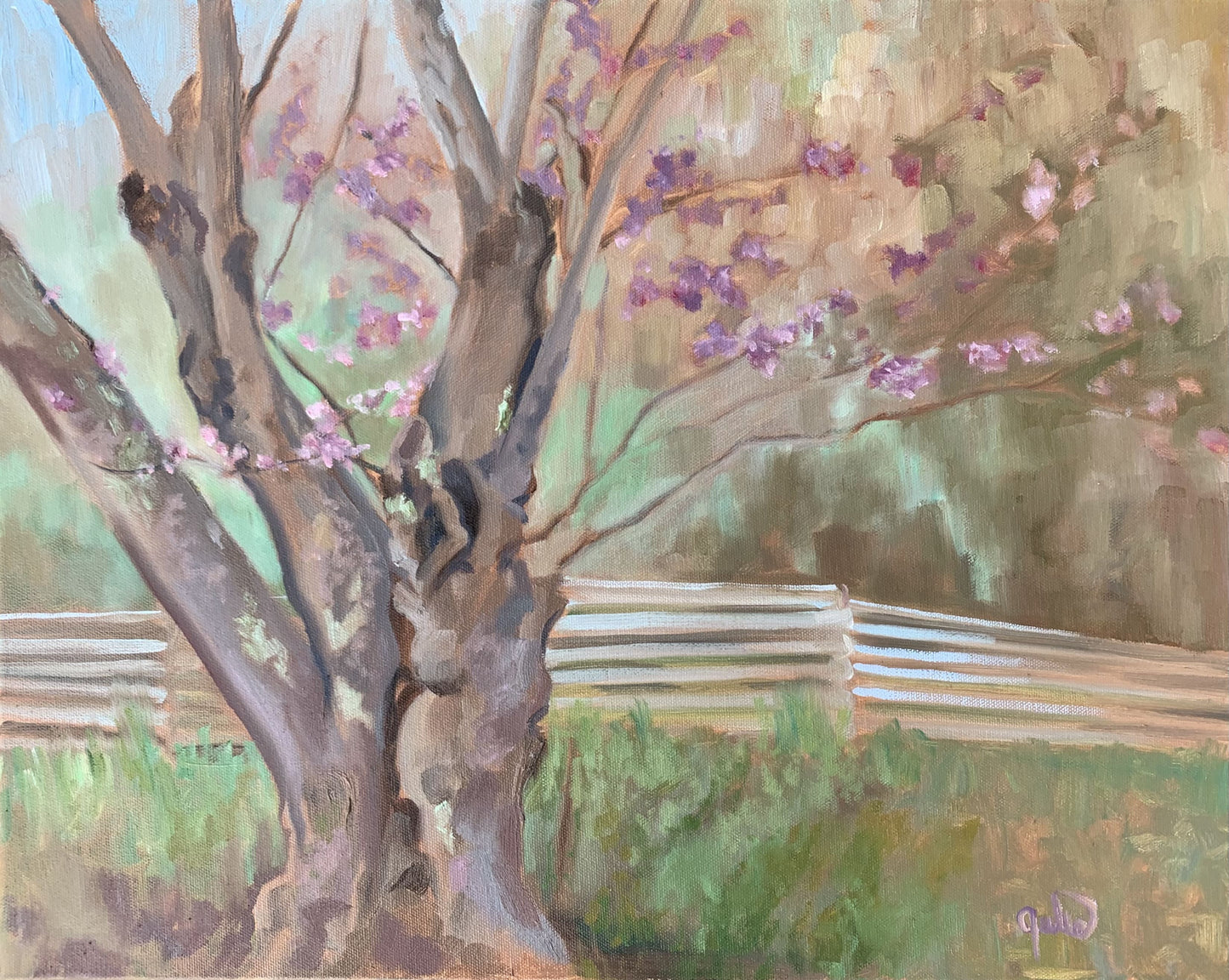 Old Redbud