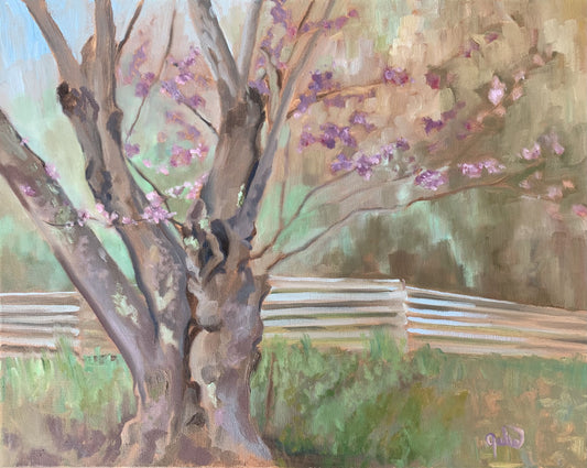 Old Redbud
