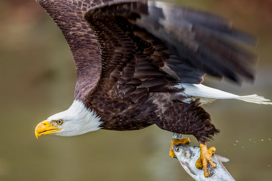 Bald Eagle Catch By Paul Mccroskey