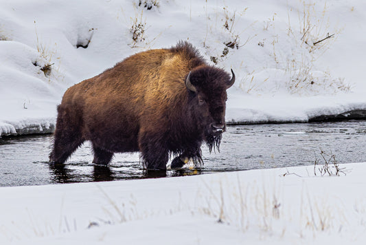 Bison Crossing Stream By Paul Mccroskey