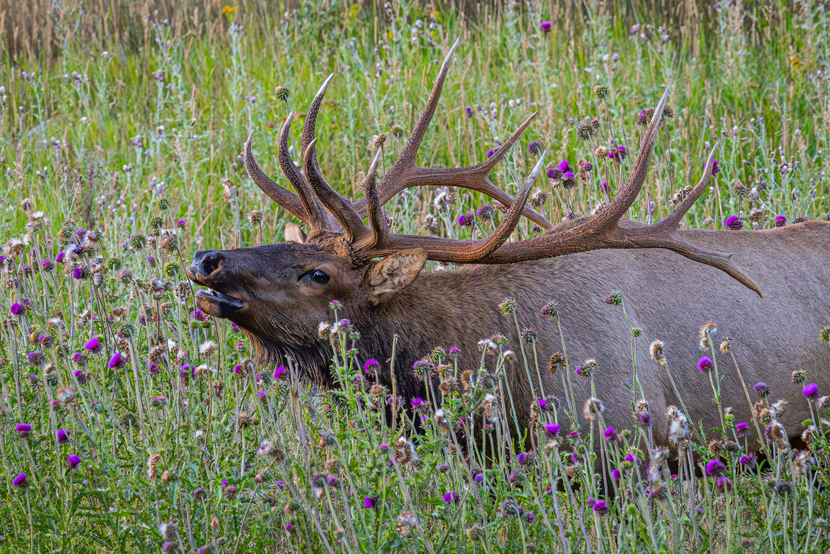 Bull Elk in Flowers By Paul Mccroskey