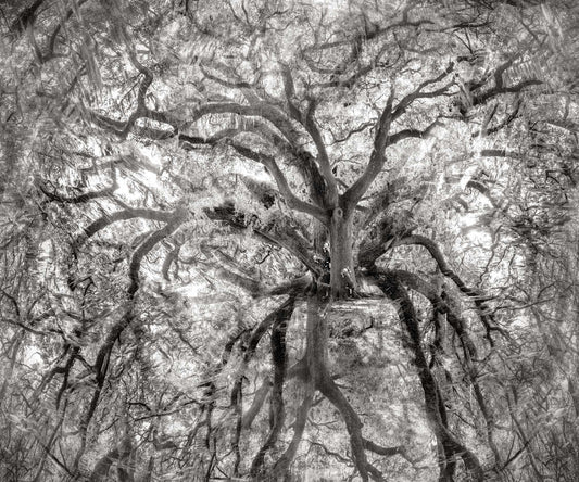 Epiphytic Divinations By Pippi Miller