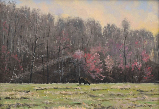 A Ray of Light Through Budding Maple