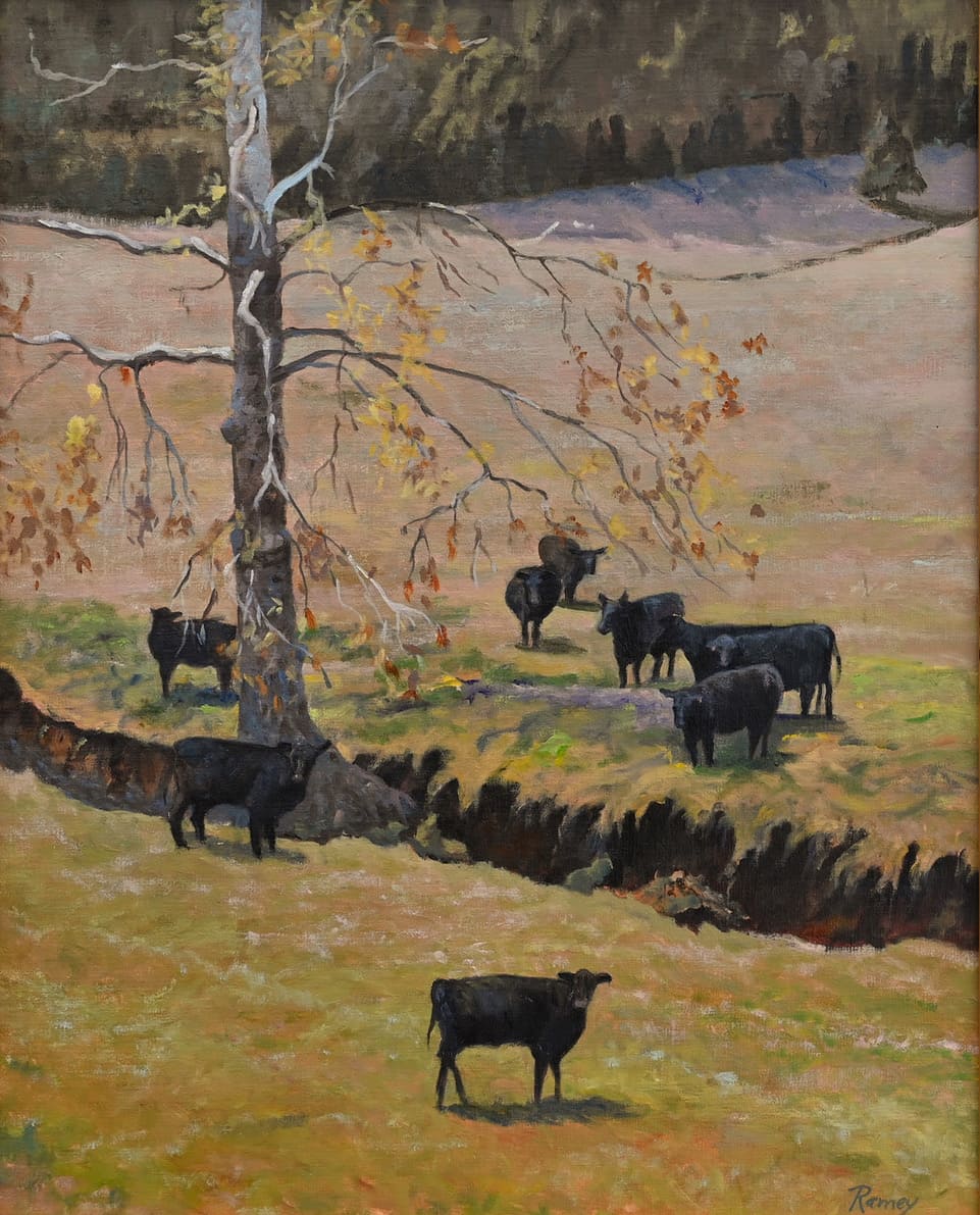 Angus Cows Under a Sycamore Tree