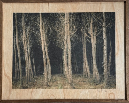 The Woods By Sam Krisch