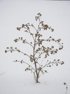 Winter Flora By Scot Murray
