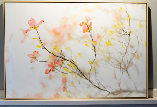 Neighborhood Dogwood By Theodore Sipes