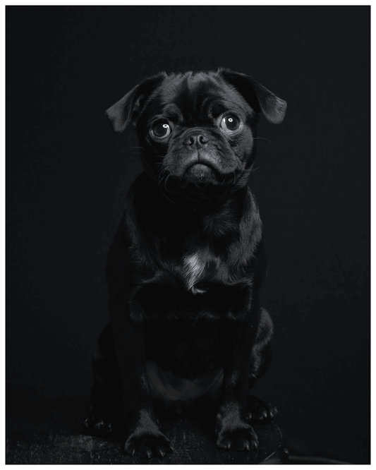 Treat Obedience