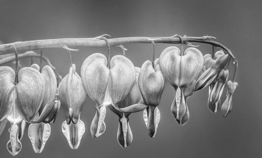 More to Beauty Than Color By Teresa Woodford