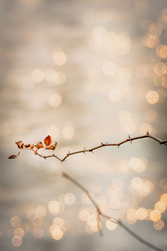 Nature Depicts Life…Pain Amongst the Magic By Teresa Woodford