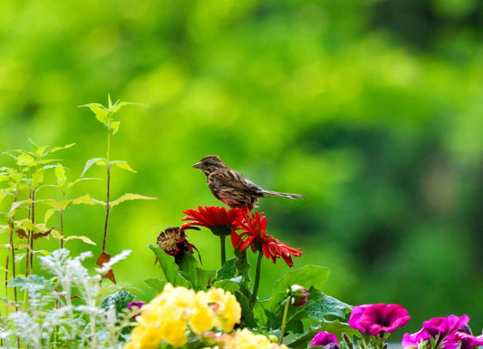 Spring's Song Sparrow