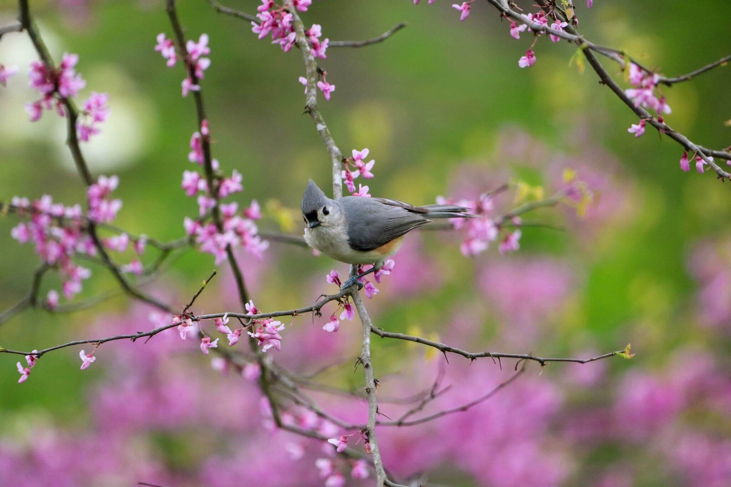 Titmouse in Pink