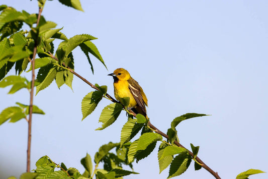 Orchard Oriole on the James