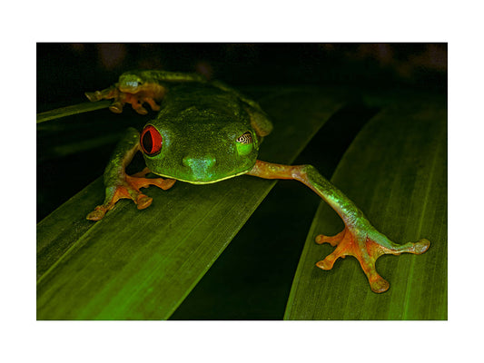 Red-eyed Tree Frog